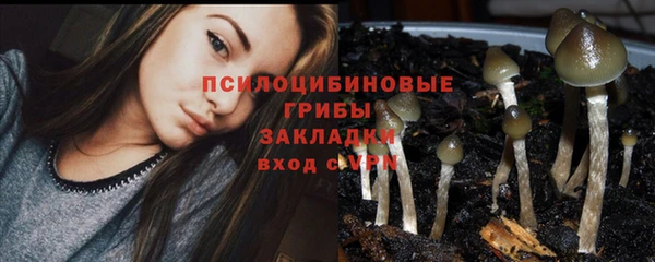 шишки Арсеньев